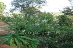 Lobelia nicotianifolia